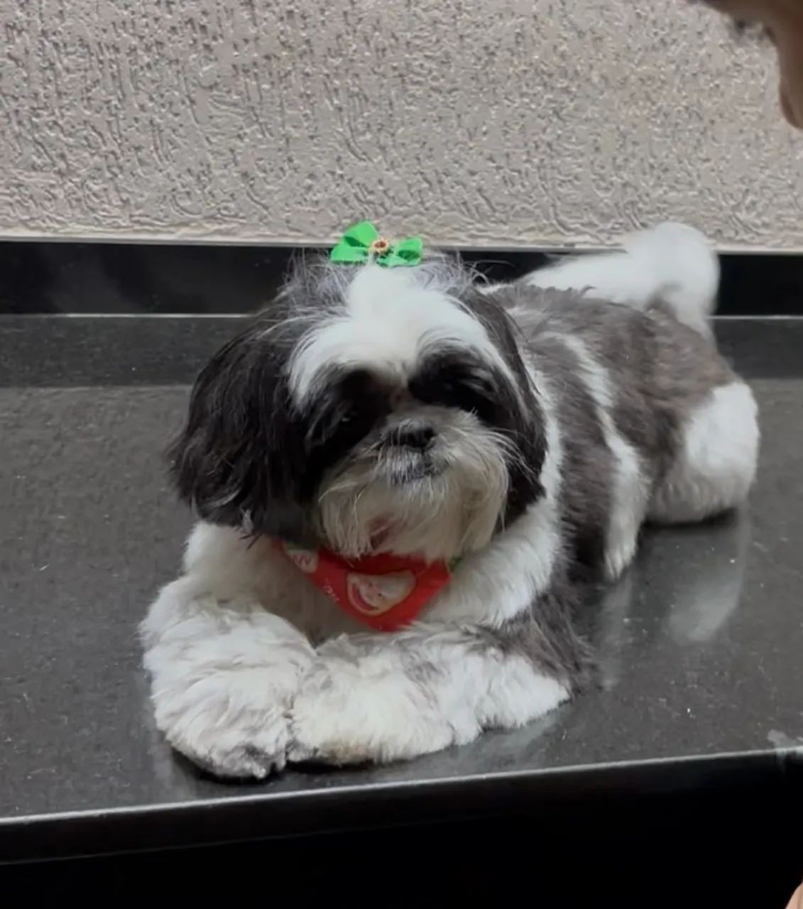 Procuro namorado Shitzu  - Foto 4