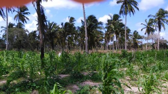 Fazenda em Itarema 386 hectares plantados de cajueiros,lagoa,poço,rio na extrema - Foto 4
