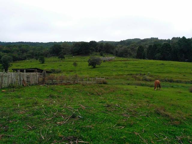 Fazenda de 93 Alqueires .Guabiroba - Guarapuava PR .R$ 30 mil por Alqueire - Foto 18