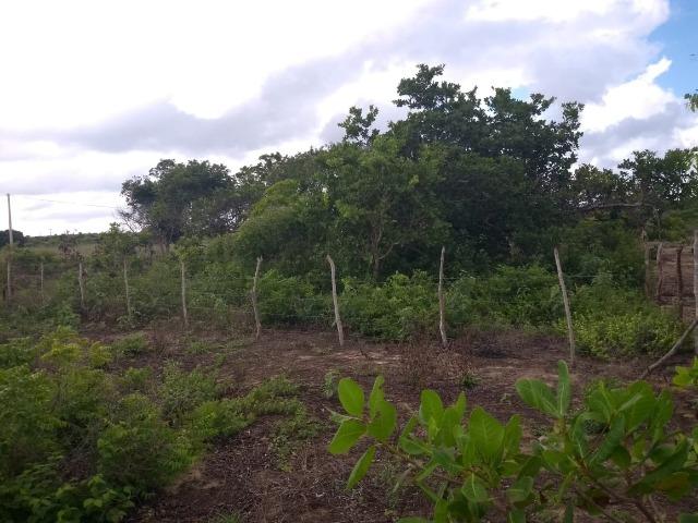 Granja BR 101 1 Hectare Arisco Paú Casa Sede Energia Elétrica Rio Maxaranguape 1km da BR - Foto 8