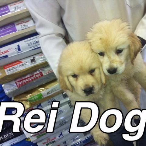 Golden Reidog, loja Maceió em 12x sem juros