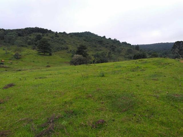 Fazenda de 93 Alqueires .Guabiroba - Guarapuava PR .R$ 30 mil por Alqueire - Foto 20