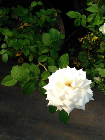 Rosas em vasos vendo - Foto 5