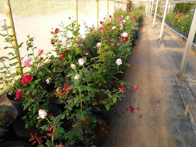Rosas em vasos vendo - Foto 2