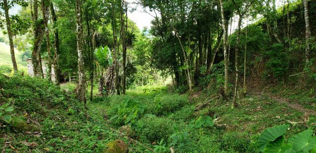Lindo sitio Águas mornas/SC. Há 1.500 metros do asfalto, Estrada geral do Rio Novo - Foto 18