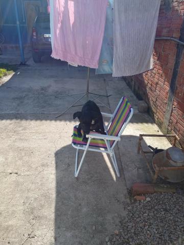 Doação filhote de labrador fêmea (6 meses) - Foto 3