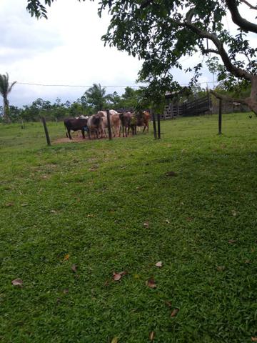 Chácara vende se ou troca se - Foto 2