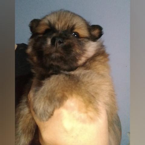 Fêmea lulu da Pomerânia/spitz alemão anão pronta entrega em 10xs/juros - Foto 2