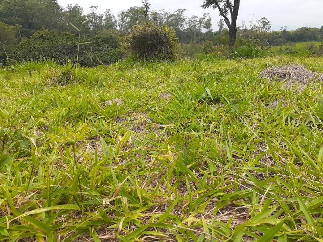 21-Terreno do sonhos em Arujá-SP próximo a Santa Isabel-SP - Foto 11