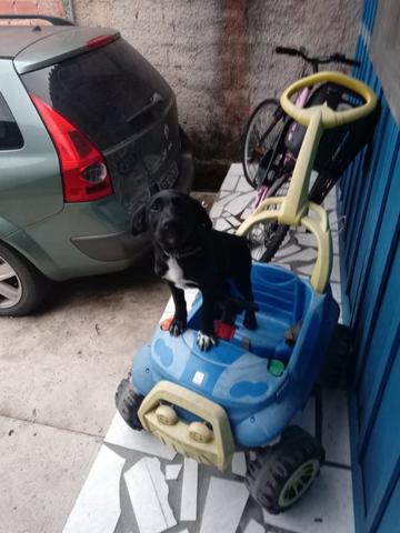 Doação filhote de labrador fêmea (6 meses)
