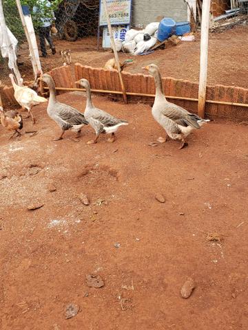 Gansos - Foto 2