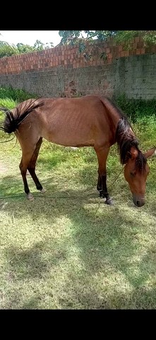 Égua e um potro 