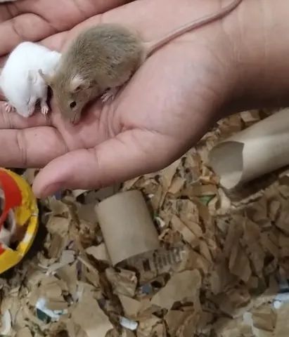 Ratinhos de laboratório loiro a venda.