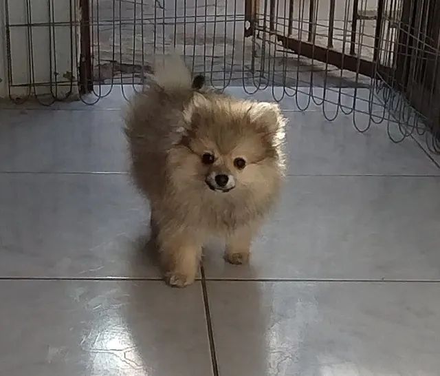 Lulu pomerania femeas