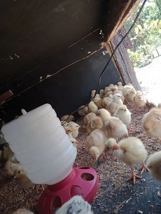 Pintinhos linhagem pesadão ( várias raças ) - Foto 5