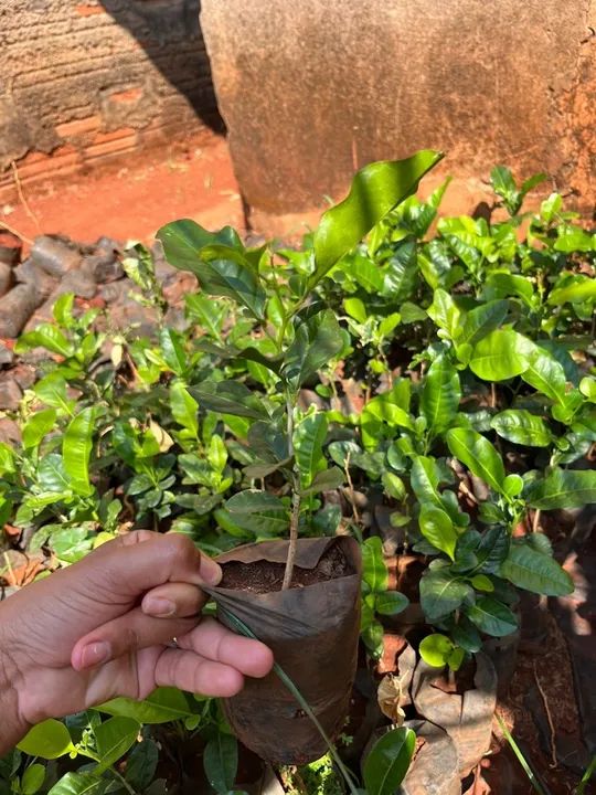 Cerca viva Limalzinho 20 a 25 cm  - Foto 4