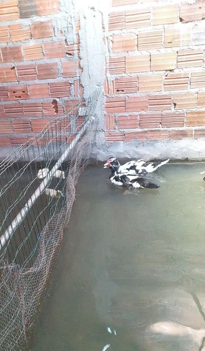 Patos e patas paysandu - Foto 6