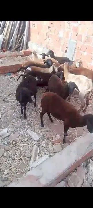 Vendo 20 cabeça de ovelhas criaçao pra vender logo