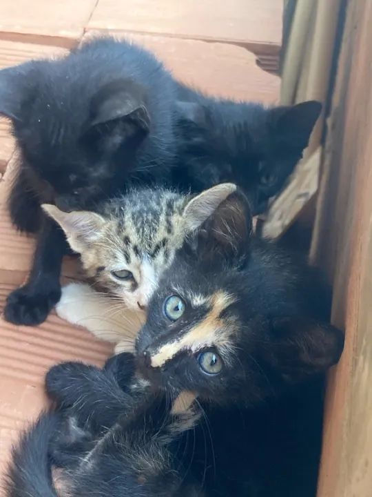 Gatinhos fofinhos para adoção - Foto 3