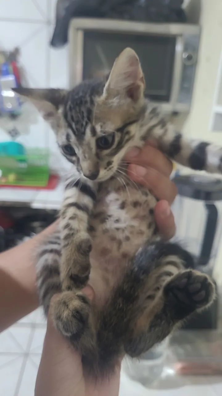 Doação de gatos  - Foto 2