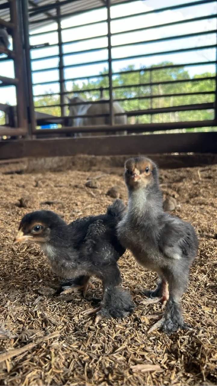 Pintinhos de Brahma