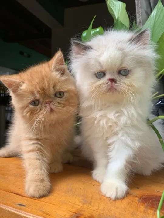 Persa e exótico  - Foto 5