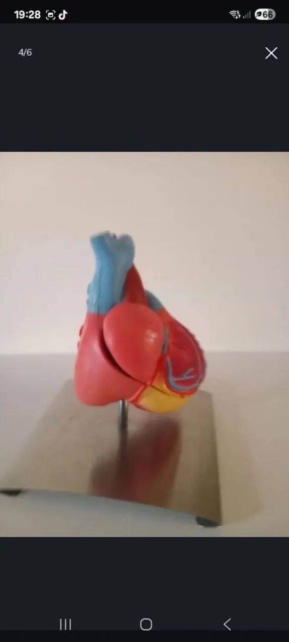 Modelo anatômico do coração humano - Foto 4