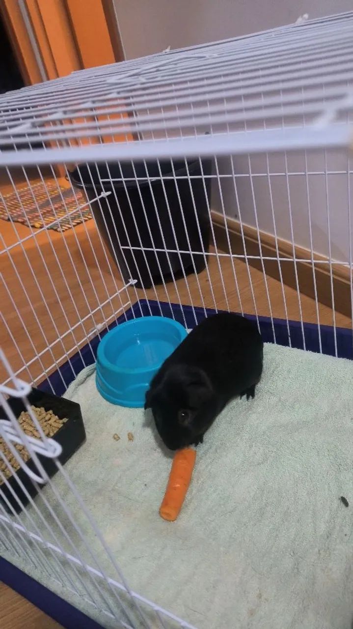 Porquinho da índia preto fofinho para adoção - Foto 2