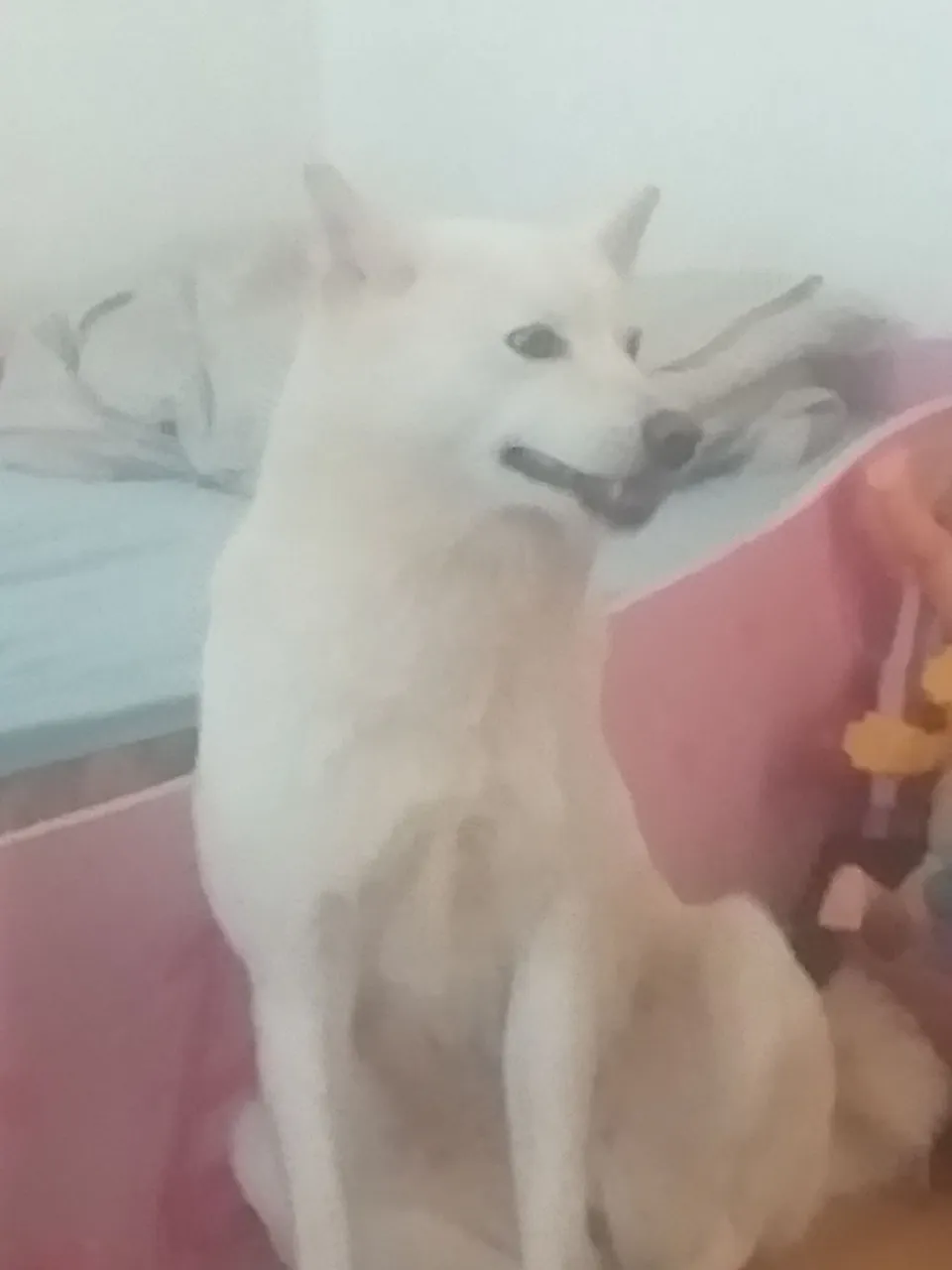 Filhote de Akita  Inu