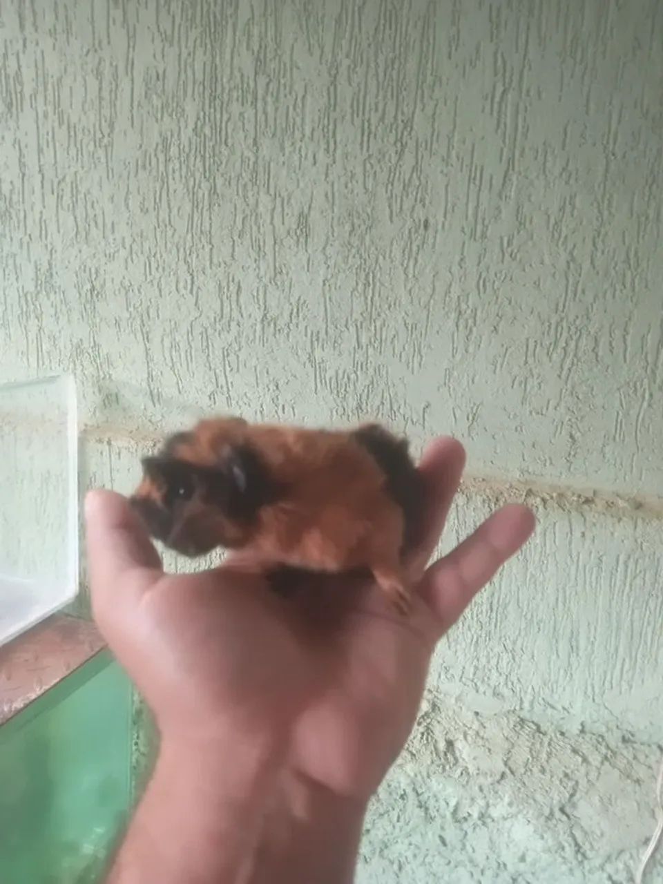 Vendo filhotes de porquinho da Índia abissinio  - Foto 3