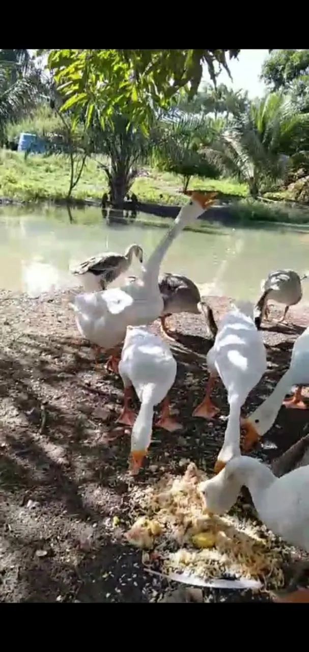 Gansos sinaleiros - Foto 6