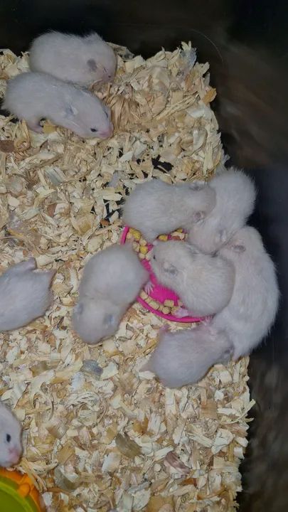 Filhotes de hamster sírio - Foto 3