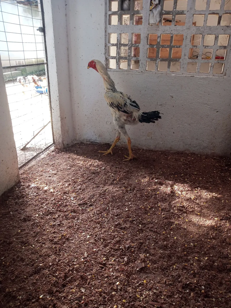 Galo de raça