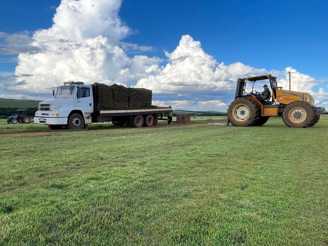 Grama Esmeralda - PROMOÇÃO. - Foto 5