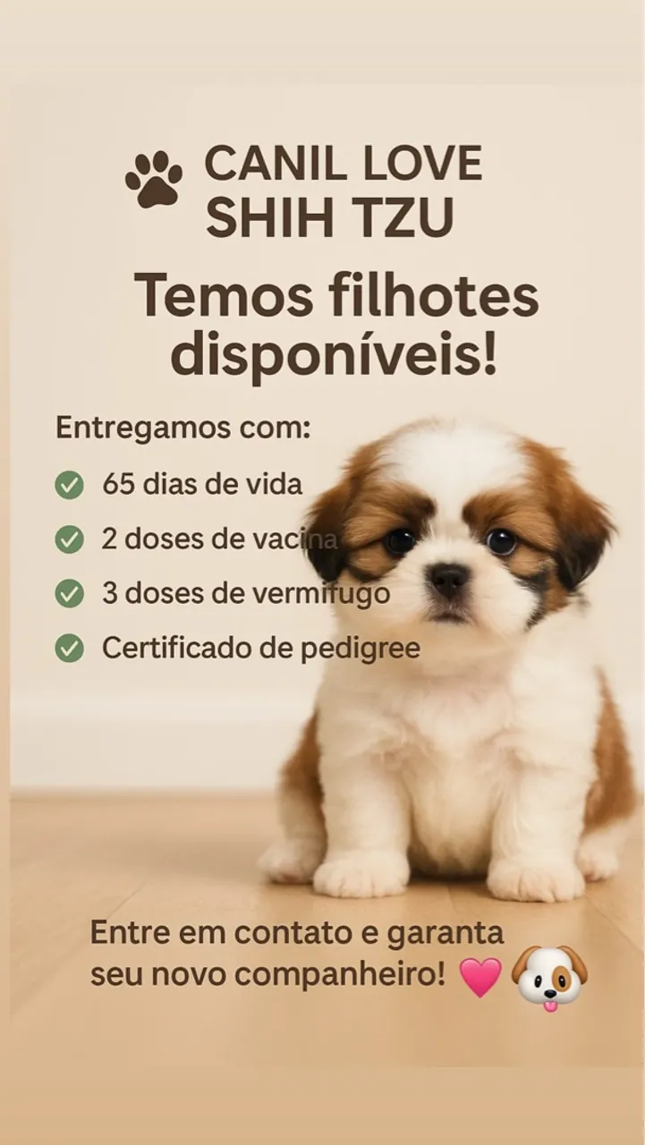 Filhotes de Shih Tzu disponíveis para reserva .