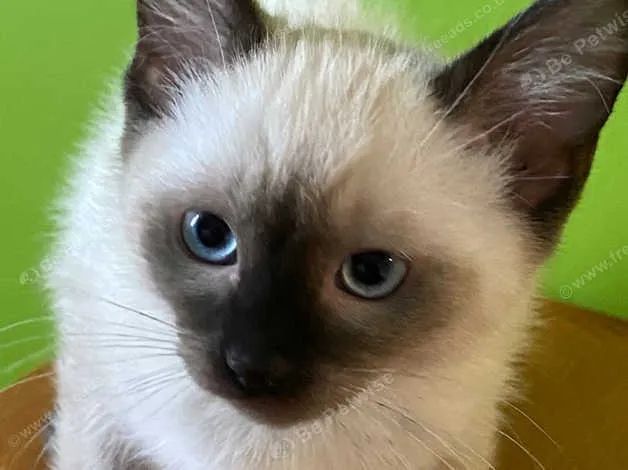 gatinhas de olhos Azul - Foto 2