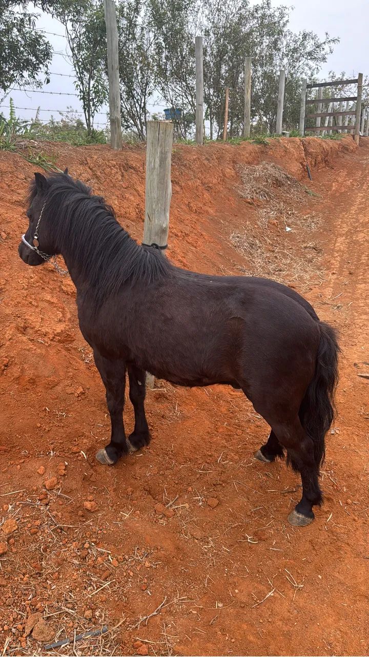 Pônei preto  - Foto 2