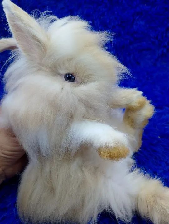 Capa de revista (anão Teddy dwerg)ZAP na descrição 