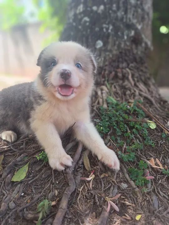 Border Collie Macho Blue Merle Tricolor 