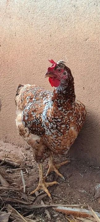 Galinha sertaneja balão 