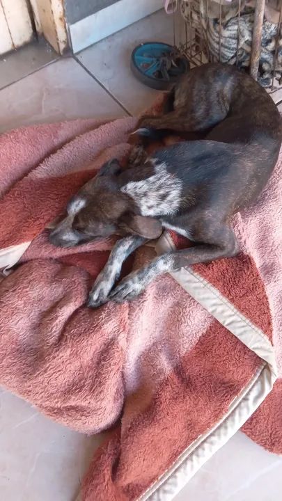 Cachorra extremamente dócil a procura de um lar - Foto 2