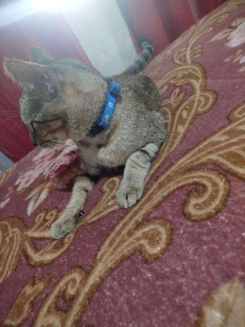 Doação de gato macho 