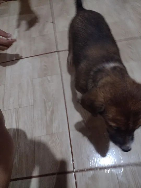 Doação de filhotes  - Foto 2