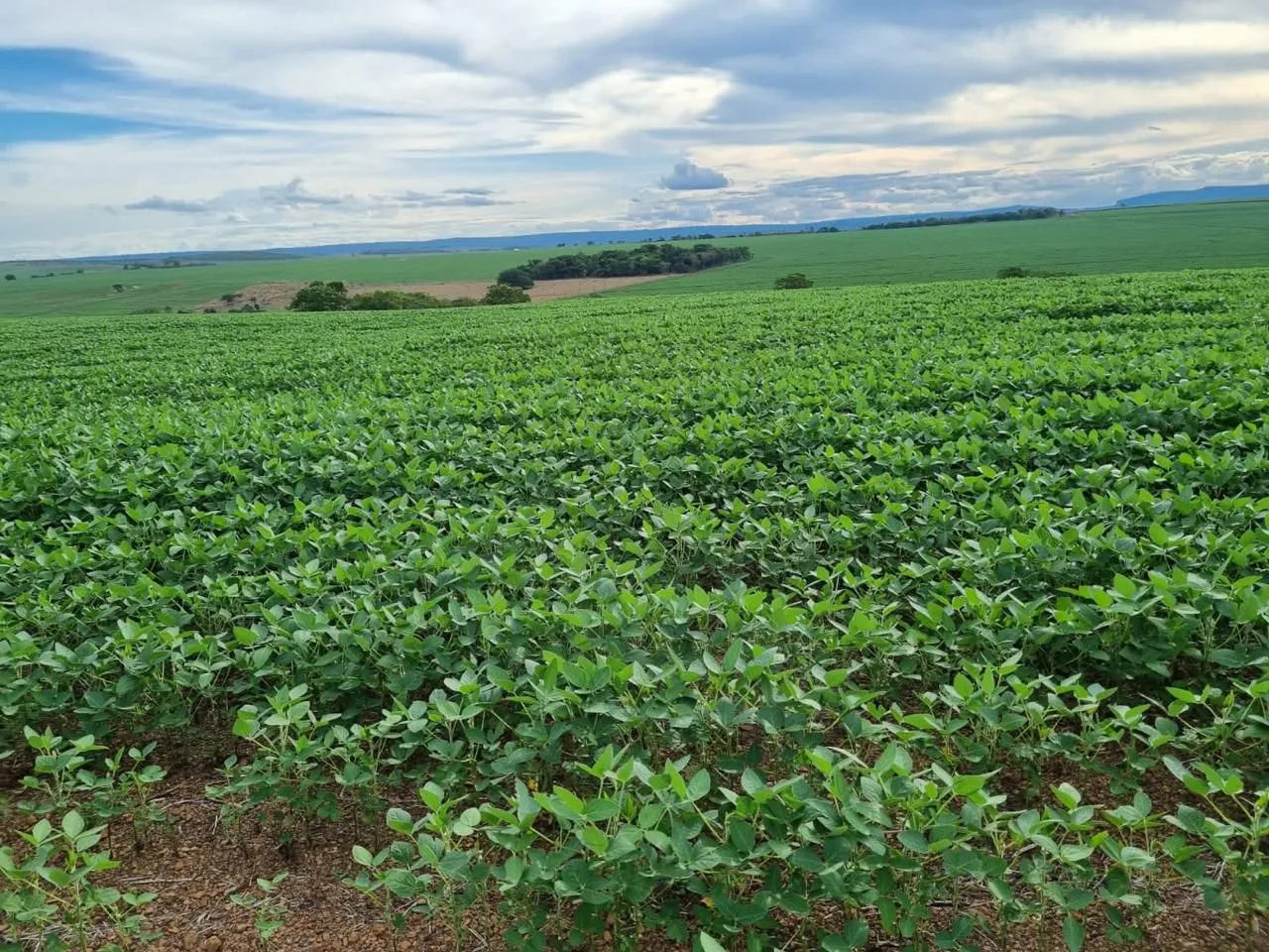 Fazenda de arrendamento plantando 6.500hec em Juara MT.