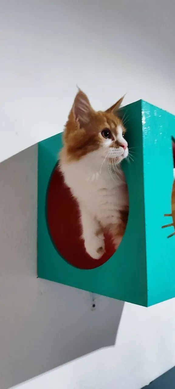 Maine coon filhotes  - Foto 3
