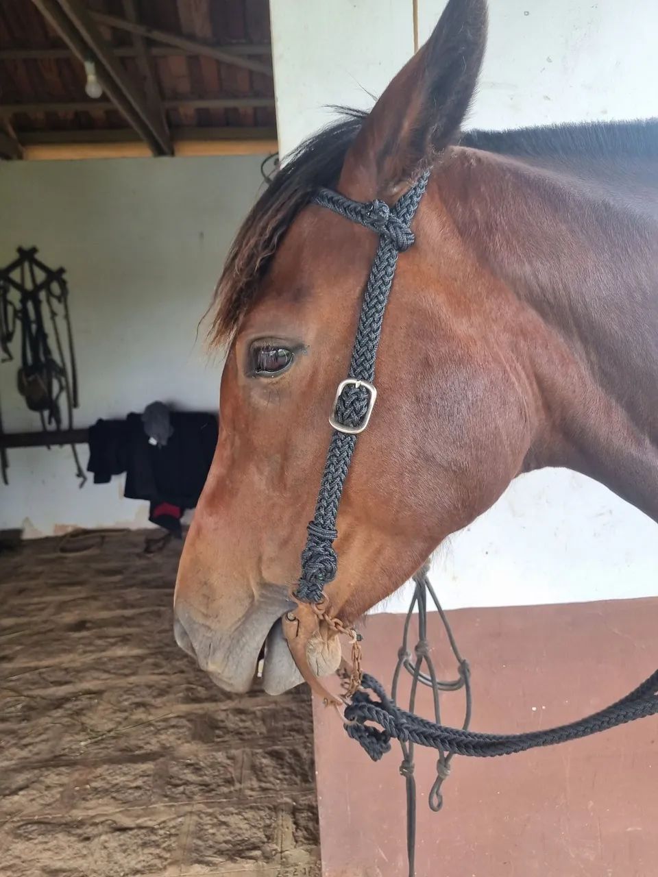 Cabeçada e rédea em corda trançada  - Foto 2