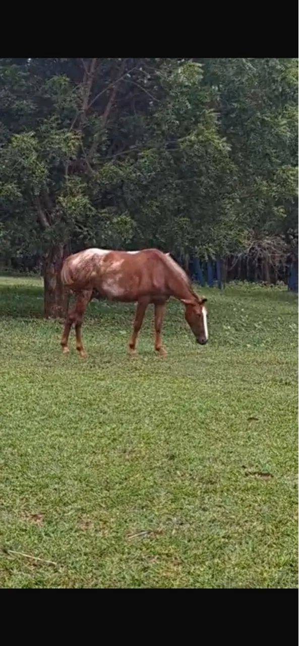 Cavalo Mangalarga Paulista  - Foto 2