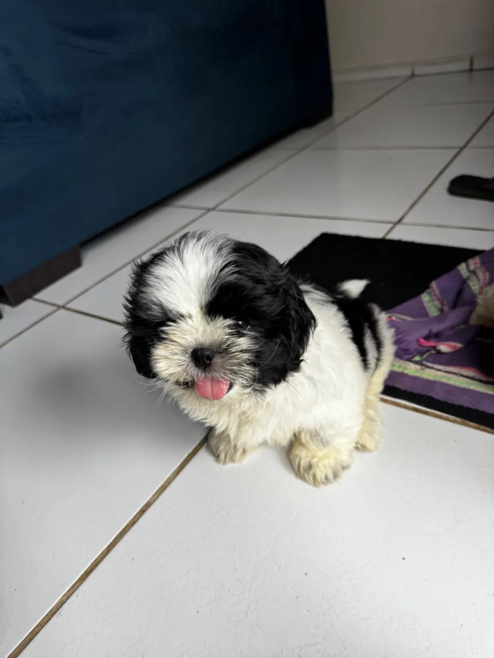Vende-se dois Shih Tzu machos
