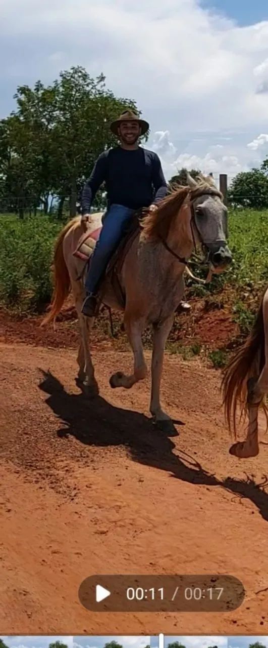 Égua, potro e cavalo para venda!  - Foto 3