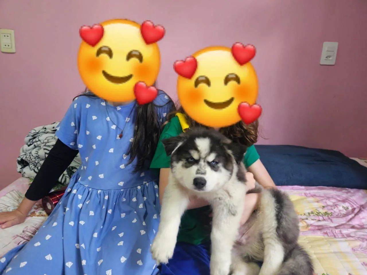 Lindo Filhote de Husky Siberiano  Wooly - um verdedeiro pet de pelúcia e beleza  - Foto 3